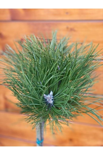 Pinus nigra Cebennensis Nana on shtambe